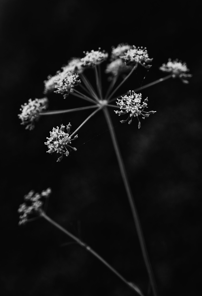 My parsley has bolted by eudora