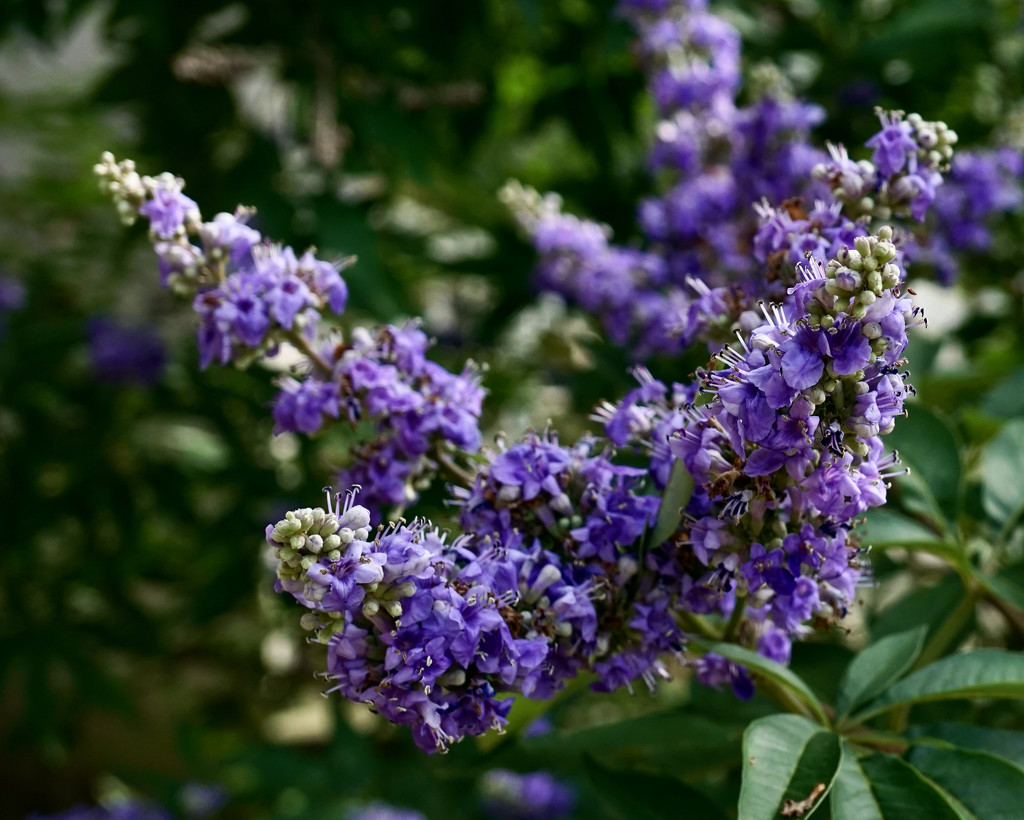 A beautiful year for vitex by eudora