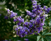 23rd May 2021 - A beautiful year for vitex