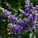 A beautiful year for vitex by eudora