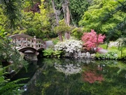 24th May 2021 - Japanese Garden