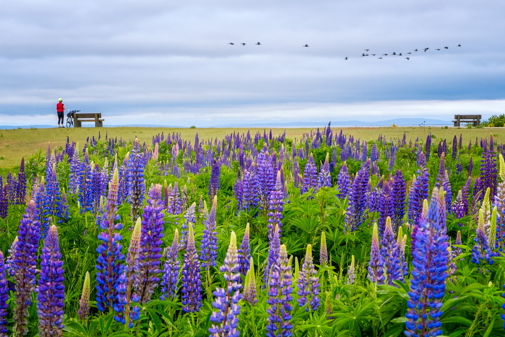 Lupins by cdcook48
