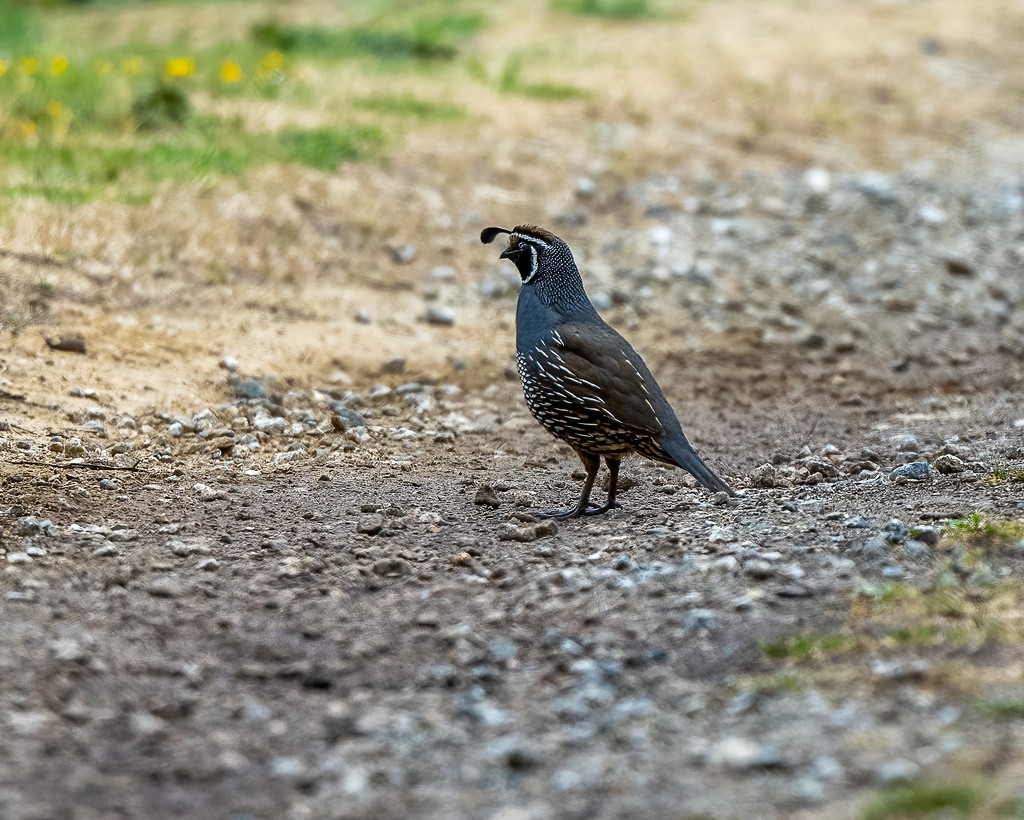 Male California Quail Keeping a Look Out  by nicoleweg