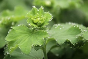 23rd May 2021 - lady's mantle