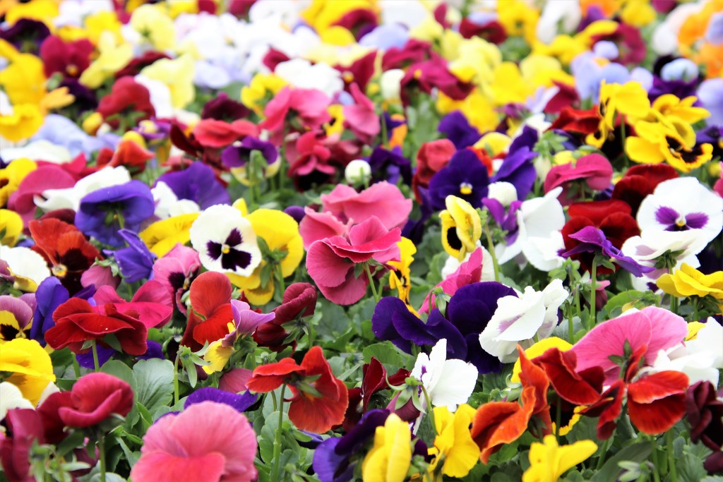 pansy explosion by edorreandresen