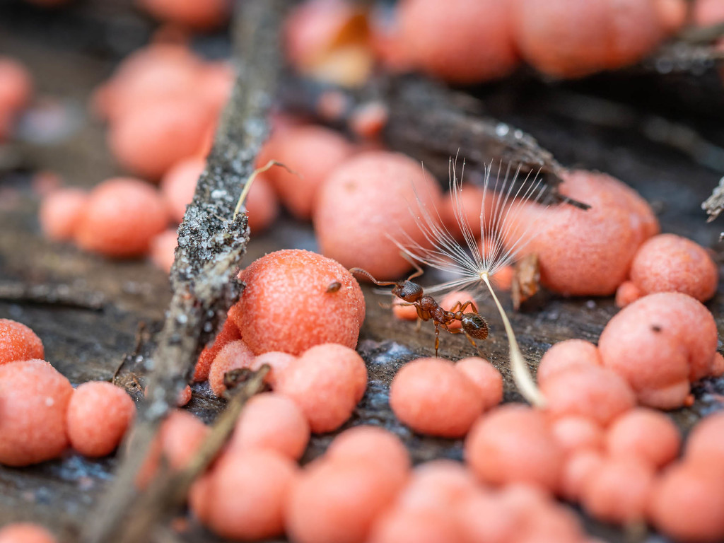 Ant and slime molds by haskar