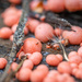 Ant and slime molds by haskar