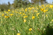 24th May 2021 - Buttercups