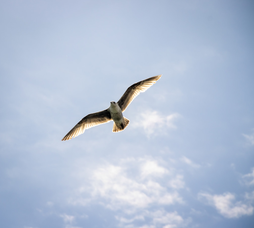 Seagull by swillinbillyflynn