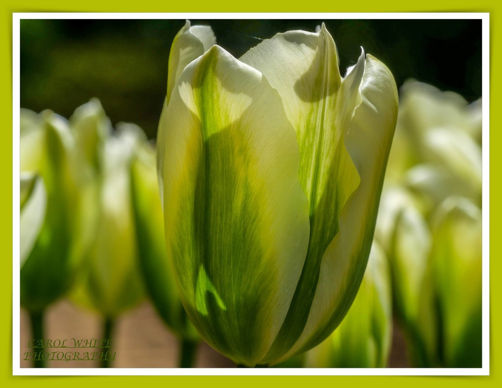 Tulips by carolmw