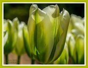 24th May 2021 - Tulips