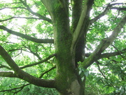24th May 2021 - Upper Branches of the Eachill Sycamore tree.