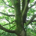 Upper Branches of the Eachill Sycamore tree. by grace55