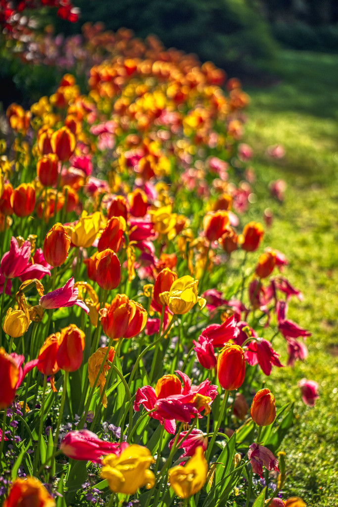 Tulip Garden by kvphoto