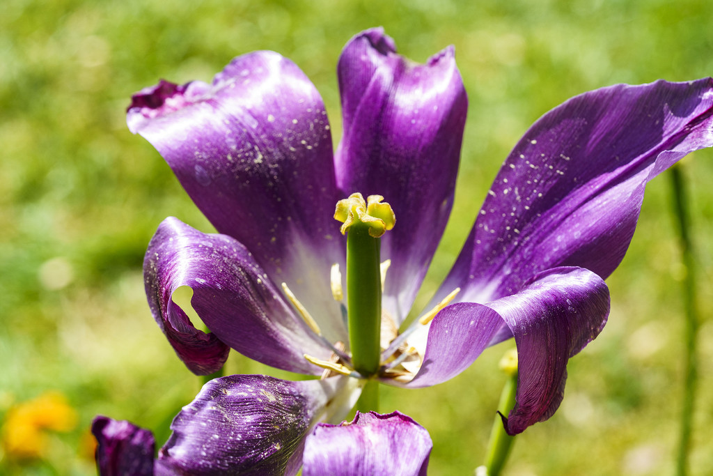 Purple Tulip by k9photo