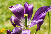 24th May 2021 - Purple Tulip