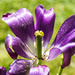 Purple Tulip by k9photo