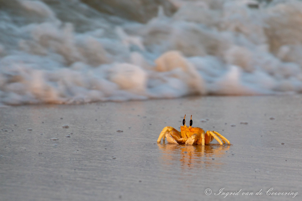Crab at sunrise by ingrid01