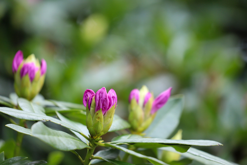 Rhododendron Buds by phil_sandford