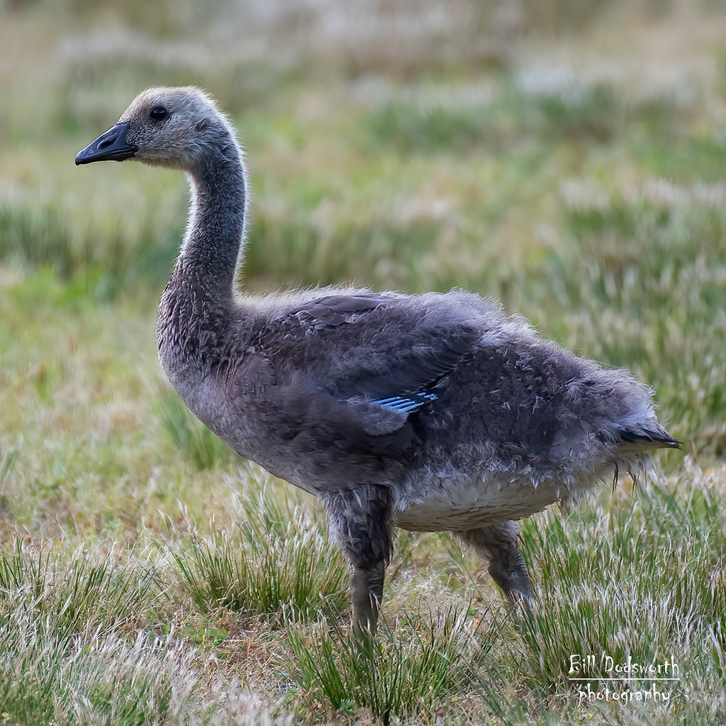 Gosling on an evening walk by photographycrazy