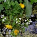 Wildlife Pond by arkensiel
