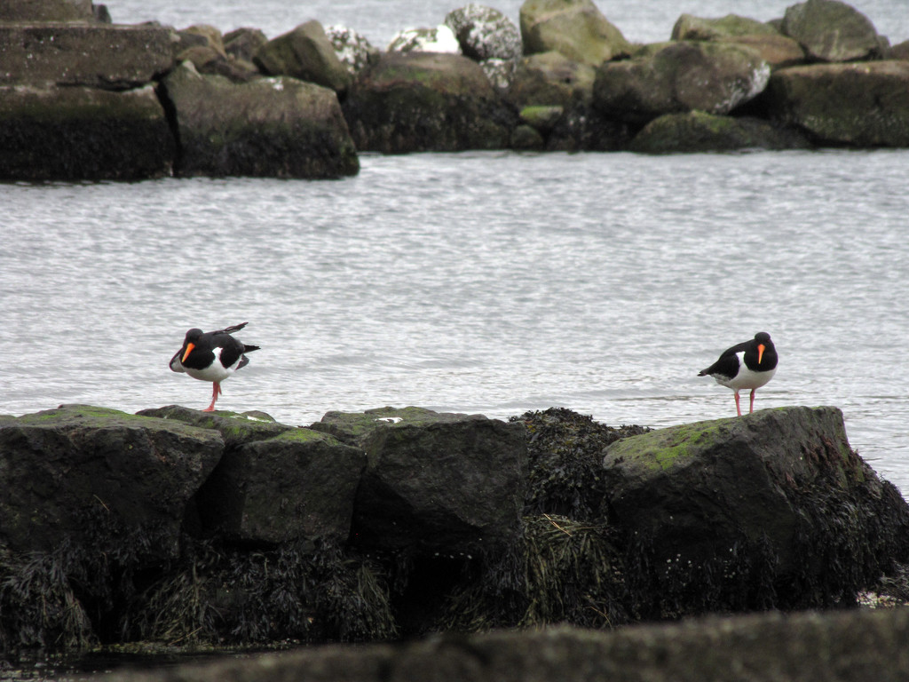 The day that the Oystercatchers arrive by okvalle