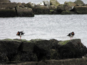12th Mar 2010 - The day that the Oystercatchers arrive