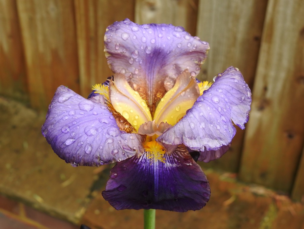 Iris by susiemc