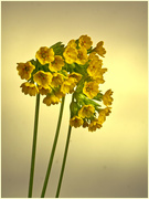 24th May 2021 - Cowslips