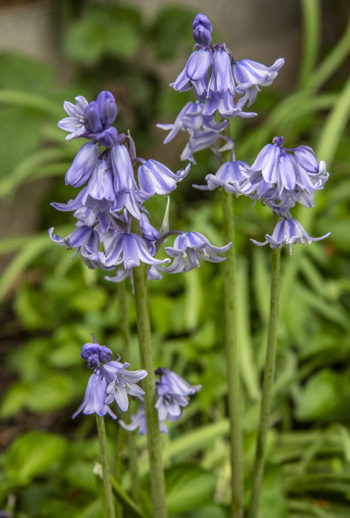 More Bluebells by clivee