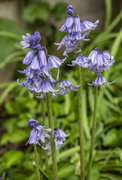 9th May 2021 - More Bluebells