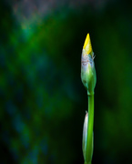 24th May 2021 - another bud