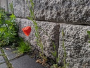 24th May 2021 - Flower in the City 