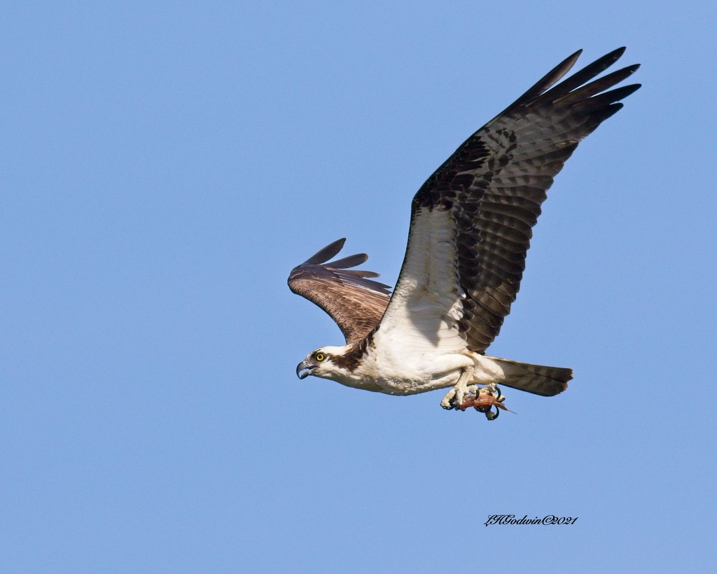 LHG-2055- Osprey flying with morsel by rontu