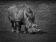 24th May 2021 - 0524 - Rhino