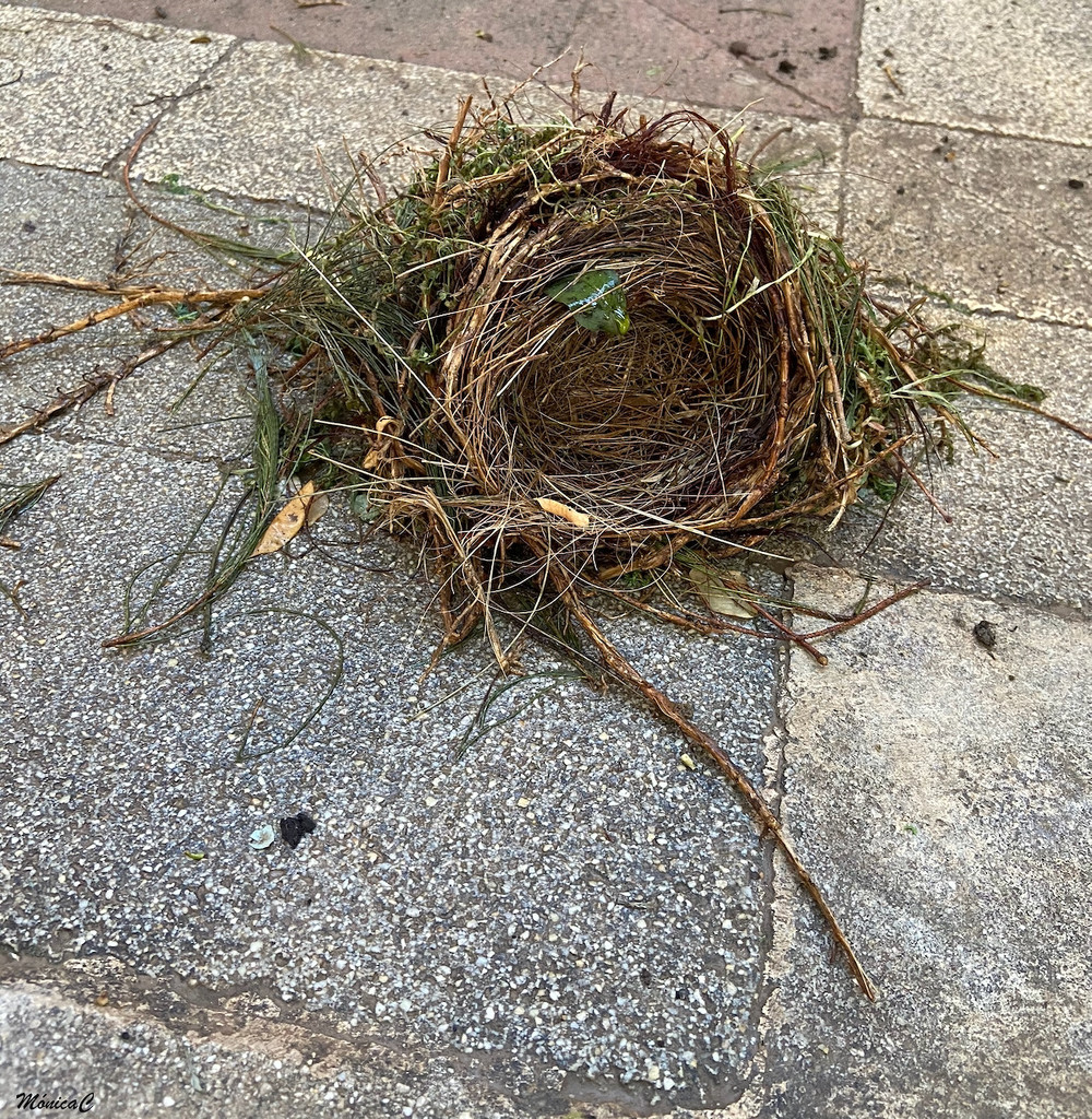Fallen nest by monicac