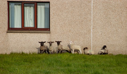24th May 2021 - Caddy Lambs
