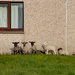 Caddy Lambs by lifeat60degrees