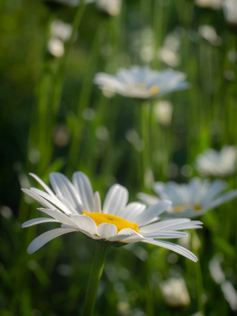 The oxeye daisy by haskar