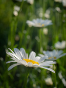 24th May 2021 - The oxeye daisy