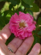 25th May 2021 - My little wild rose...