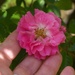 My little wild rose... by marlboromaam