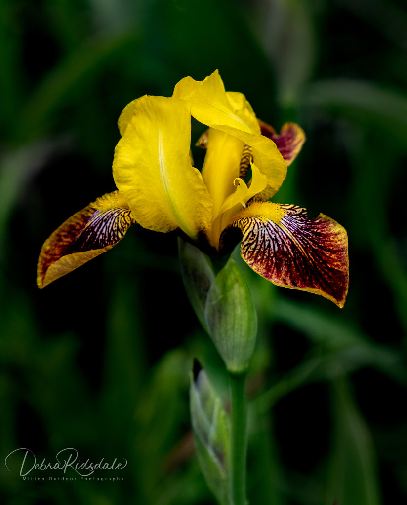 Wild irises  by dridsdale