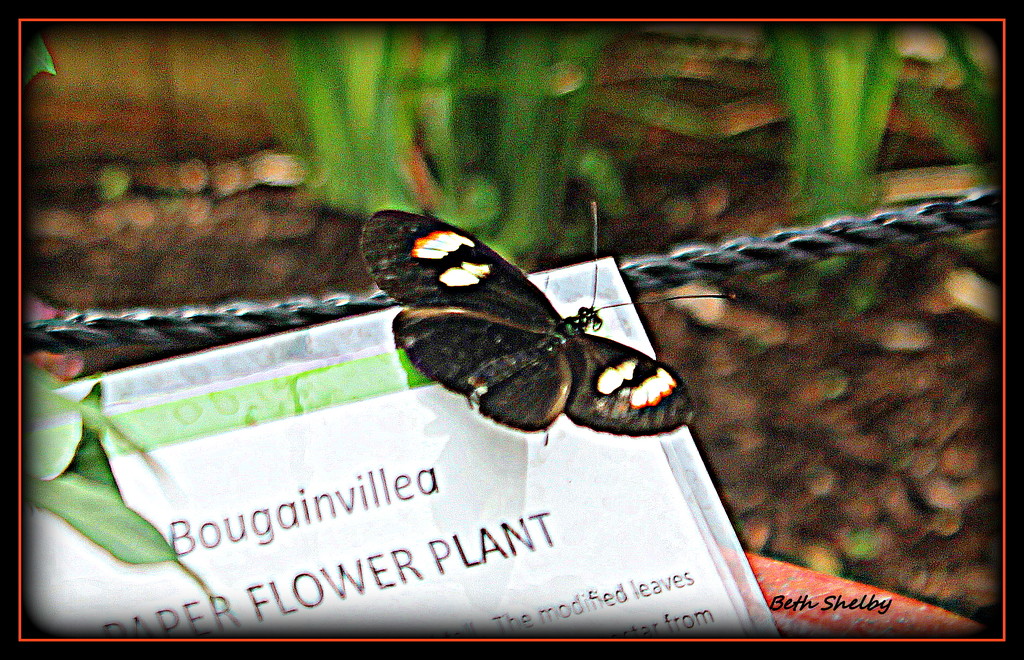 No, It's a butterfly not a bougainvillea by vernabeth