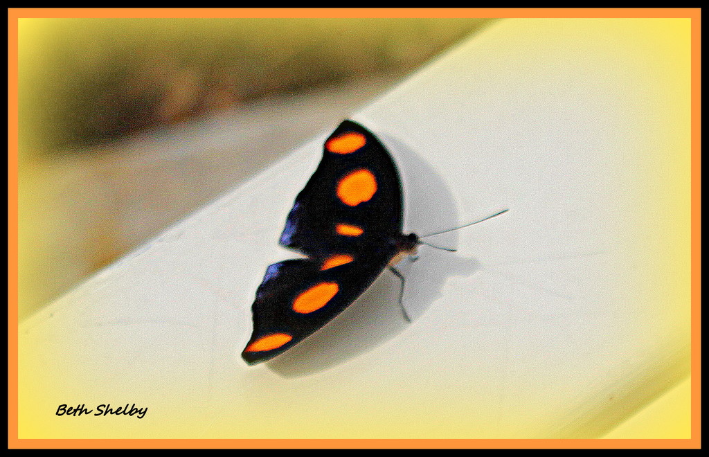 Orange and Black Butterfly by vernabeth