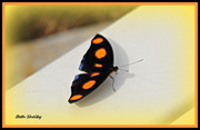 19th May 2021 - Orange and Black Butterfly