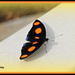 Orange and Black Butterfly by vernabeth