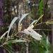 Early Wattle Blooming ~     by happysnaps