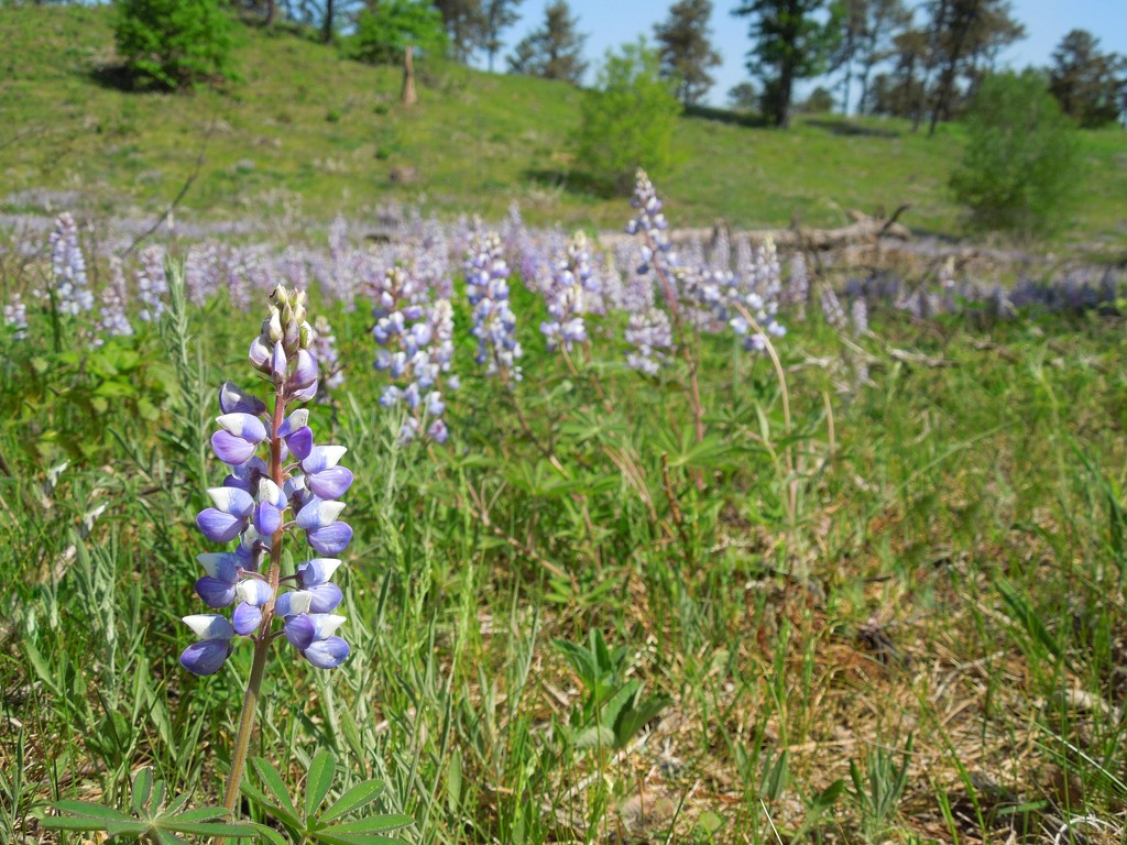 5-24-21 lupines by bkp