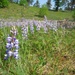 5-24-21 lupines by bkp